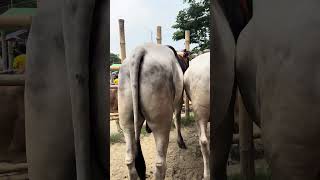 Biggest Ulbari Sibbi Bulls Lineup At Hazratpur Cow Market