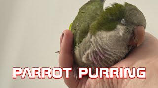 Prepare to be amazed: Quaker parrot purrs like a cat