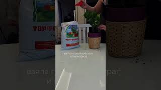 WB артикул 938426818 #растения #уходзарастениями #садоводство #wildberries #находкавб #грунт #обзор