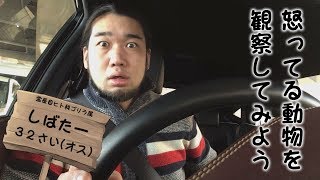 雪で動かなくなった首都高にブチ切れるゴリラの様子