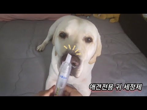 ASMR) Real Series_ 애견전용 귀 세정제_ dog-only ear sanitizer_ 犬用耳洗浄剤
