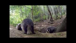 Cute Badger Cubs filmed with GoPro Hero 3 Black edition.
