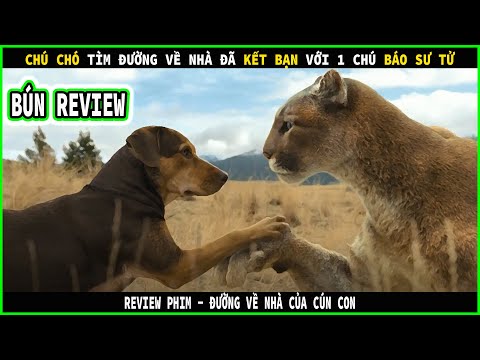 Video Chú chó này đã kết bạn với 1 con báo sư tử - REVIEW... - youtube