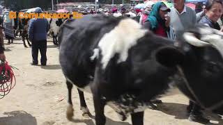 Ambato cuenta con una de las ferias ganaderas más importantes del país