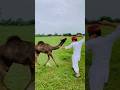 Unt or Rohan #song #rajasthani #jaisalmer #subscribe #viralshorts #india #youtube