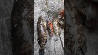 macam macam jenis ikan kerapu#shorts