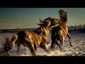 “Freedom” the Legacy of Assateague Island