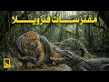 الجحيم الأخضر في فنزويلا أشرس مفترسات الغابات المطيرة في صراع بلا رحمة وثائقي عن الحيوانات