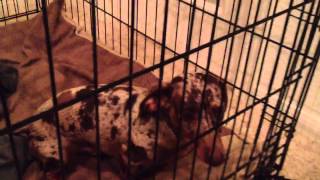 This is what happens when my dog rolls in poo.
