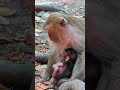 Ep274. The Ultimate Monkey Compilation to Make Your Day Instantly Better