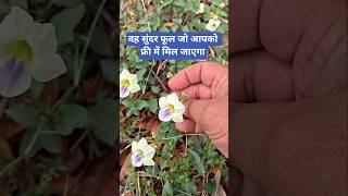 चाइनीस वायलेट का सुंदर फूल#garden#gardening#plants#nature#naturelovers#flowering plants#flowers