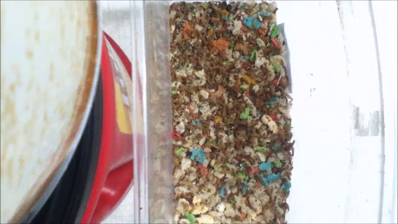 Dermestid Beetles Attagenus Unicolor 