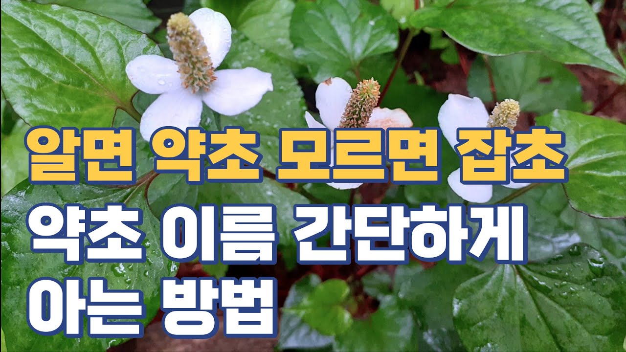 알면 약초 모르면 잡초. 약초 이름 간단하게 아는 방법 - YouTube