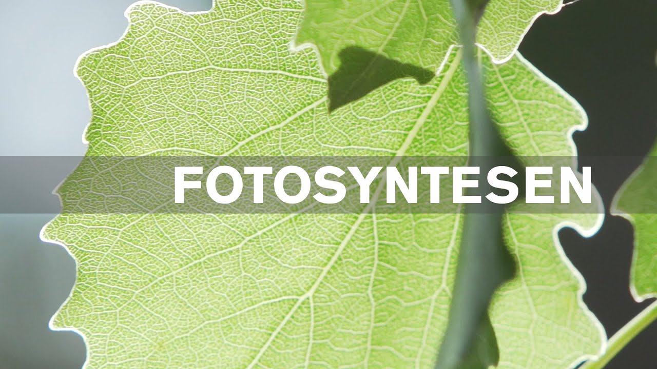 Fotosyntesen