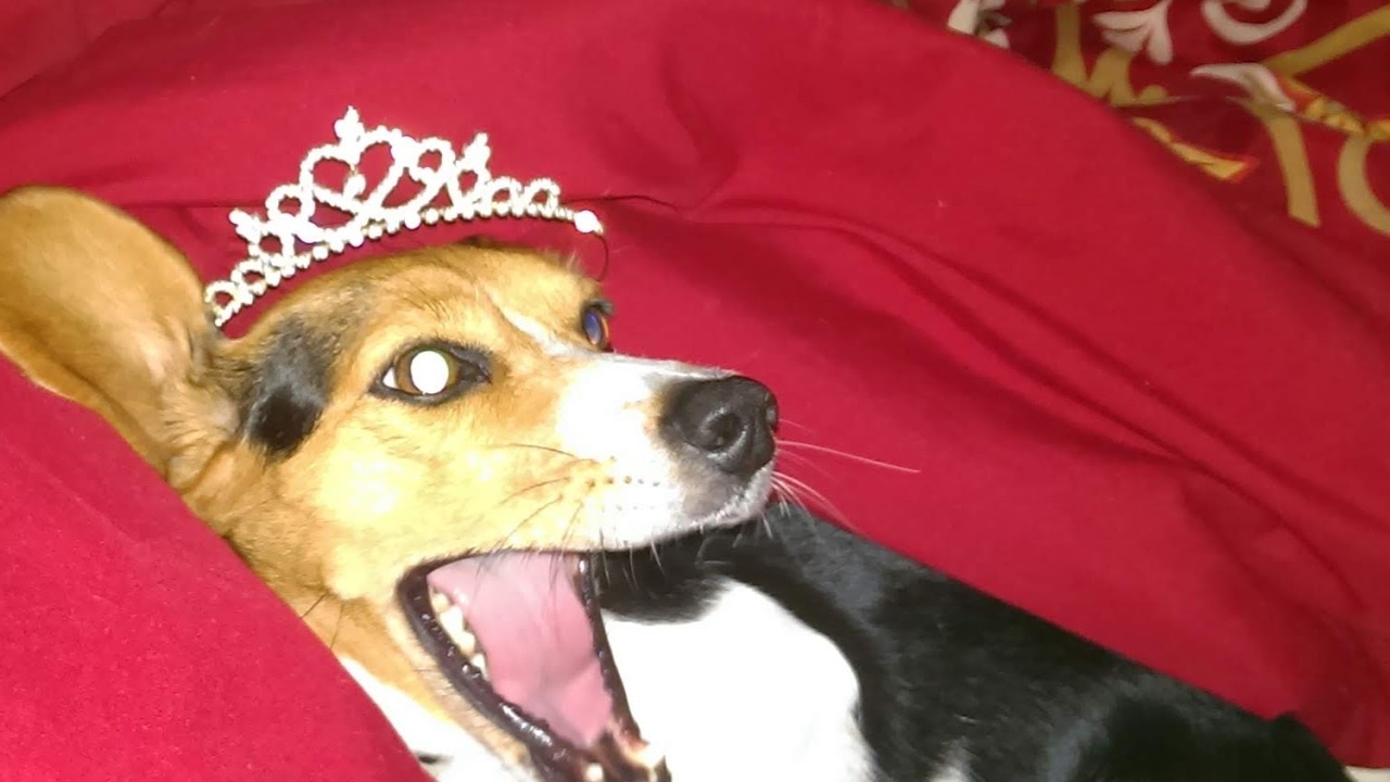 I'm hosting a tournament!!! YouTube