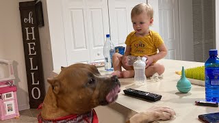 Baby Feeding PitBull | Capone Loves his Sister by Capone and Fam 761 views 2 years ago 5 minutes, 11 seconds