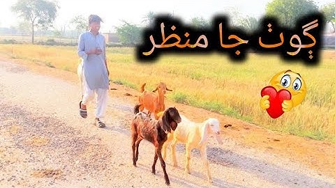 ڳوٺ جا منظر❤