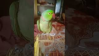 ESEA KAUN SAF KAEGA MITHU BOLA YE---_🐕‍🦺🦜👩‍🔬🧏🙋#parrot #funny #talkingparot #@sunilkumarrai