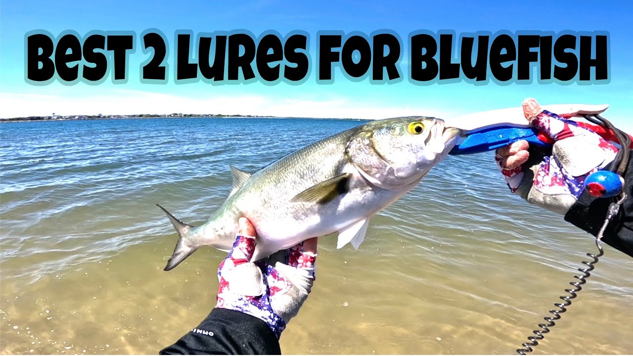 Best 2 lures for catching Bluefish !
