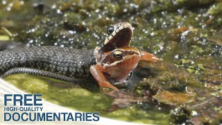Wild Holland - Fascinating Wildlife in the Dutch Delta | Full Documentary