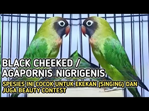 Agapornis Nigrigenis-Side View