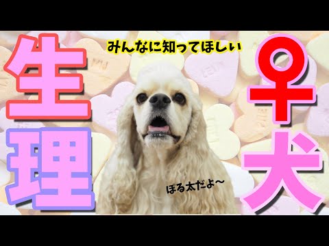 犬を飼っている方全員に知ってほしい ♀犬の生理と発情について