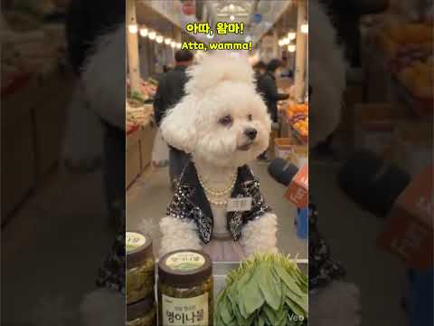 내 코가 개코여! 뉴스 앵커 멘탈 털어버린 전라도 시장 상인 (정체 주의) #fun #애완동물 #쇼츠 #shorts #웃긴영상 #playlist