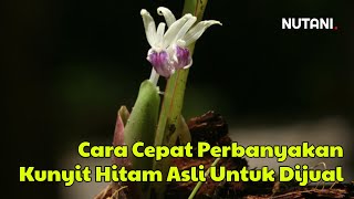 Cara Cepat Perbanyakan Kunyit Hitam Asli Untuk Dijual 