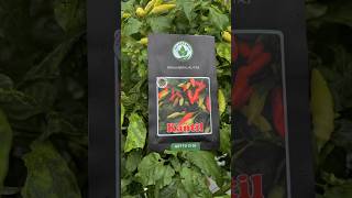 "Benih Cabe rawit KANTIL tipe ORI dan tahan virus” #cabe #pupuk #pupukorganik