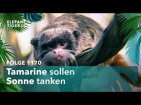 Eröffnung der Frühlingssaison im Zoo Leipzig (Folge 1170) | Elefant, Tiger & Co. | MDR