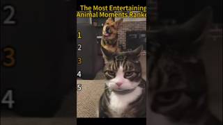 Come Laugh At These Top 5 Goofy Animal Videos