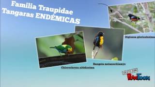 Algunas aves endémicas de Colombia screenshot 5