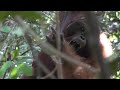 Deux orangoutans se dfient dans la jungle de borno