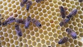 Kovan Bölme Bölme @ Yalancı Anadan Kurtulma Kabulü @ Bölmede Oluşan Problemler 15 Günlük Çekim