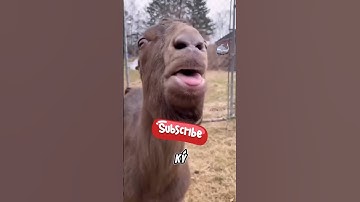 Lạc đà phun nước bọt ? #facts #amazingfacts