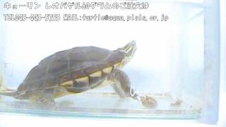 食いつきは生き餌レベル!? 「レオパゲル」を食べるアンナンガメ。飼育用品紹介動画。 投稿:かめんちゅshop2号店