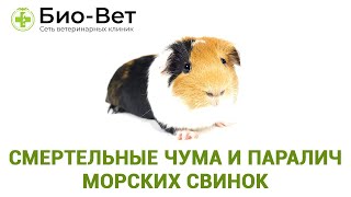 Смертельные чума и паралич морских свинок. Ветеринарная клиника Био-Вет. Смертельные чума и паралич морских свинок. Ветеринарная клиника Био-Вет.