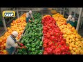 How millions of colorful bell peppers are grown and sorted every day