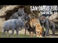 San diego zoo  walking tour  4k u.