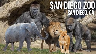 San Diego Zoo  Walking Tour | 4K UHD