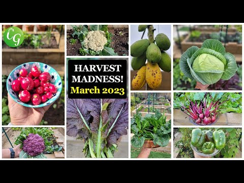 Get Ready for Spring! How California Gardeners are Preparing for Tons of Veggies