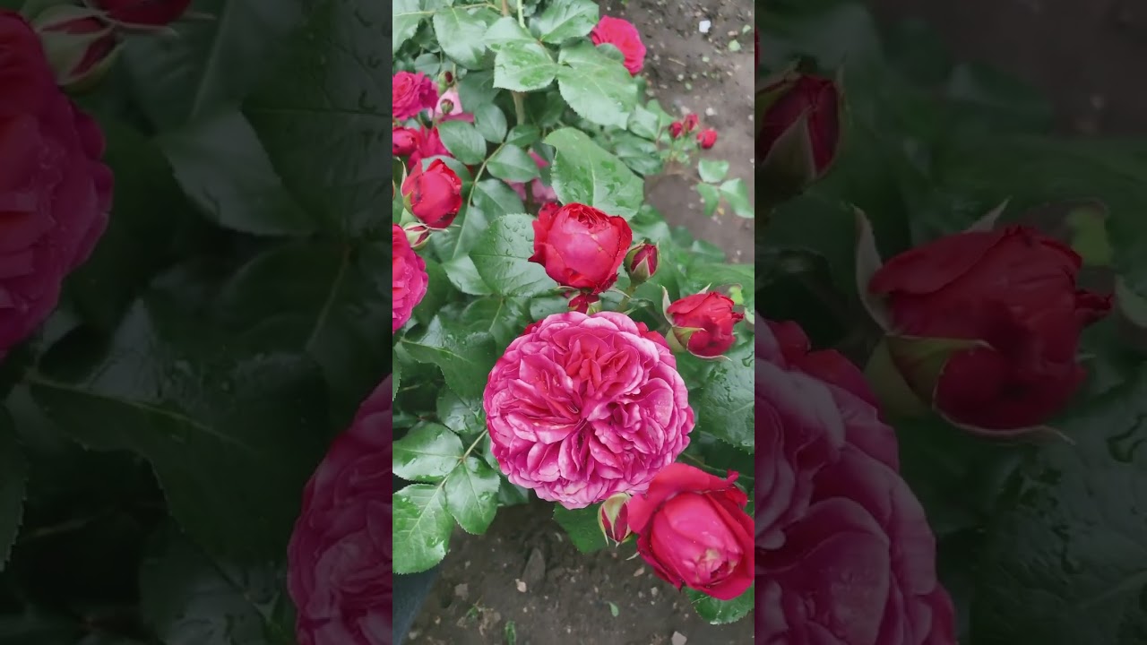 Роза "Ред Леонардо да Винчи" (Rose Red Leonardo da Vinci)  2023 г.