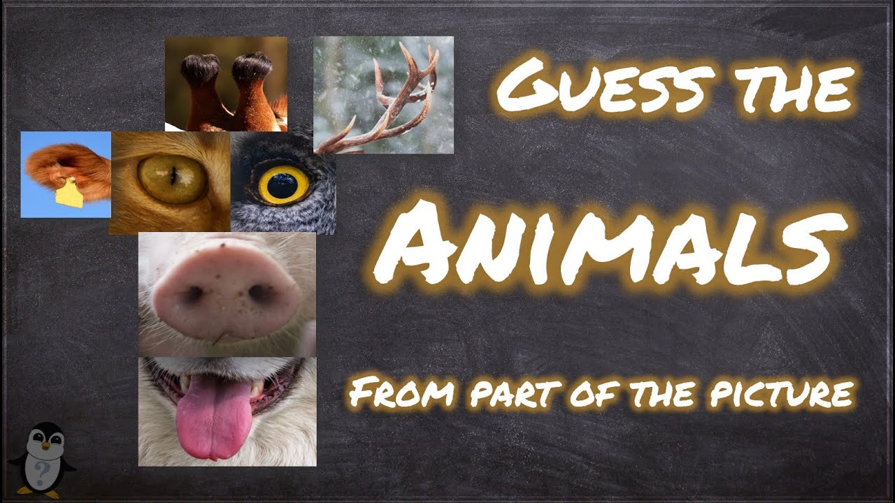 20 Animals Quiz | Guess the Animal | From part of the picture - YouTube