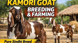 Kamori Goat Queen of Goats Price Milk  Farming Full in Pakistan Documentary