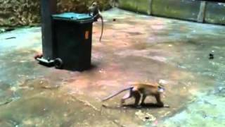 Monkeys playing at Batu Caves Temple, Kuala Lumpur, Malysia