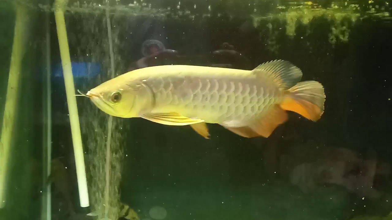 Redtail golden arowana fish  YouTube