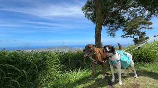 Exploring Tantalus with Dogs🌺 | Hawaii Vlog