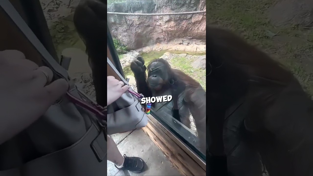 Этот шимпанзе так сильно этого хочет ❤️ 