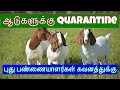  quarantine      goatfarm thanjavur farming agriculture
