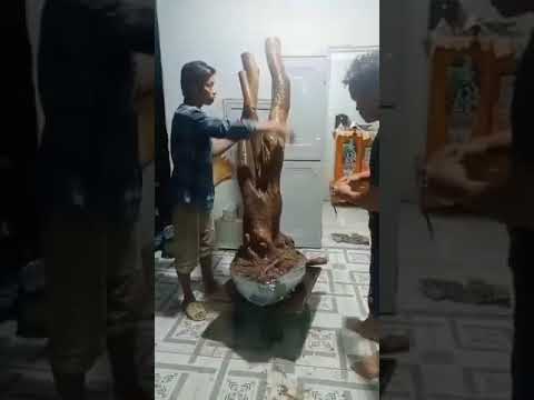 Video Mai rừng đọt xanh bình thuận. Cây đã Gl. Zalo... - youtube